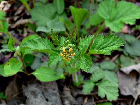 {Geum vernum}